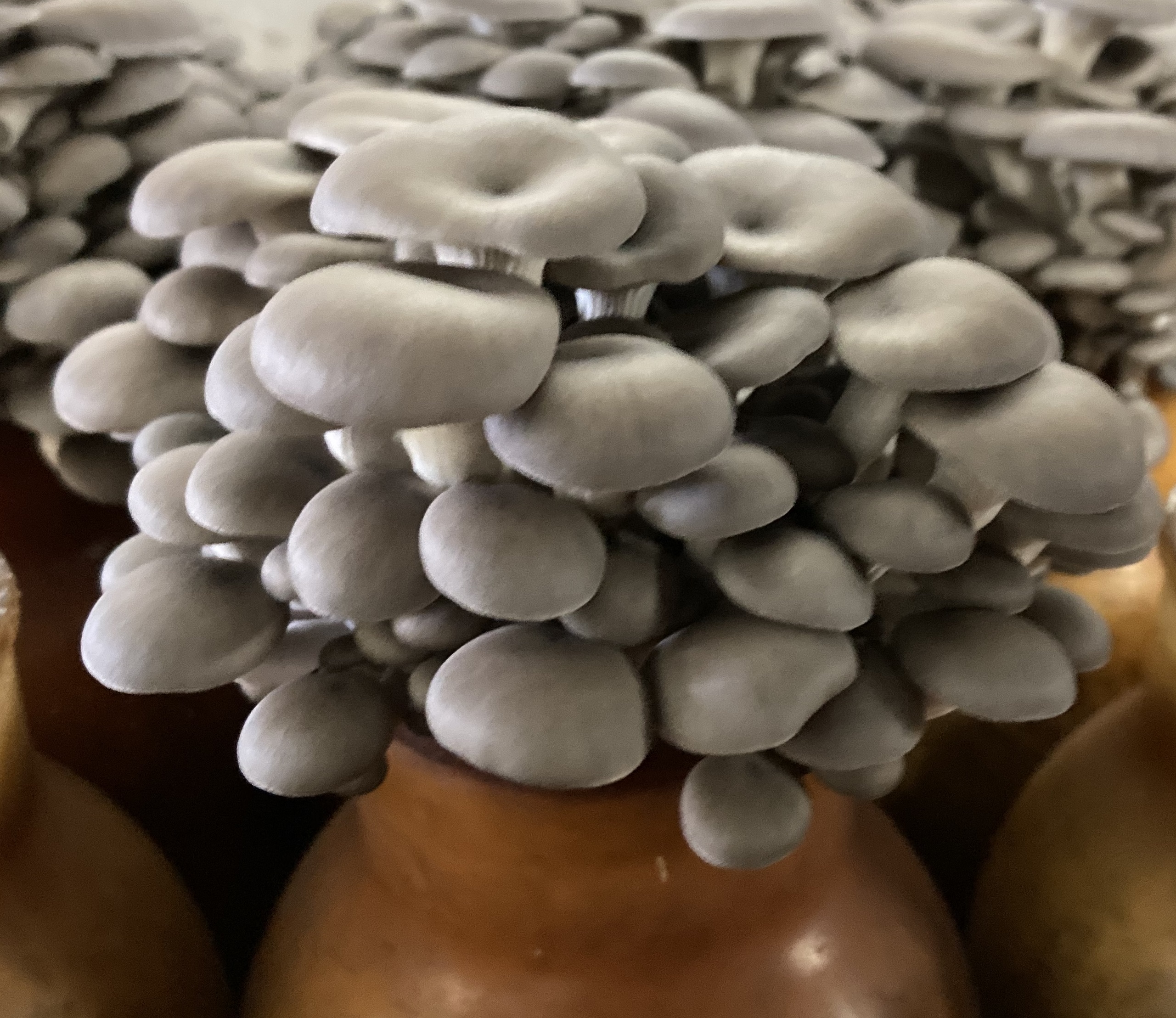Translating the Japanese Exotic Mushroom Industry